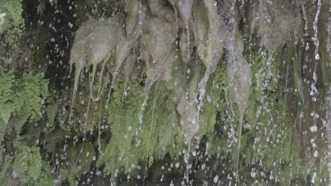 Water falling from ferns Stock Footage 163127585