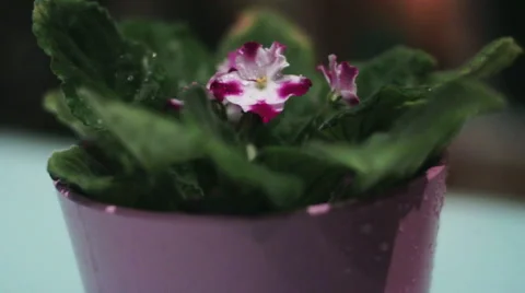 Water Falling On Flower Video stock 46810132