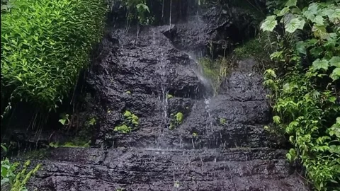 Water falling in the forest Stock Footage 243699216