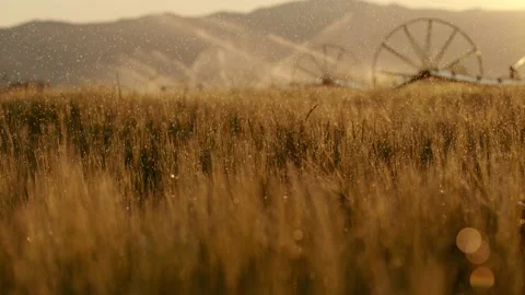 Water falling on golden fields during sunset in super slow motion 4k Stock Footage 204027457