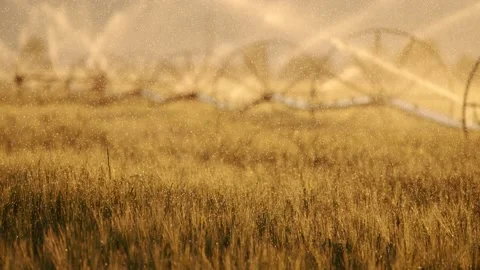 Water falling on golden fields during sunset in super slow motion 4k Stock Footage 204037851