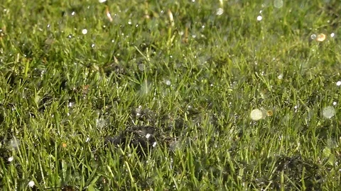 Water falling on grass Stock-Footage 89502846