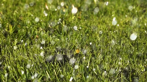 Water falling on grass Stock-Footage 89503543