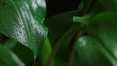 Water falling on green leaf. Stock Footage 150612692