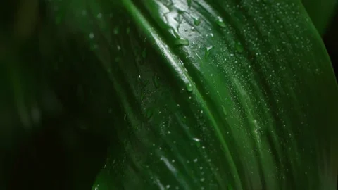 Water falling on green leaf. Leaves with water drops. Stock Footage 150017641