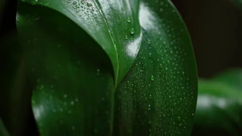 Water falling on green leaf. Leaves with water drops. Stock Footage 150437249