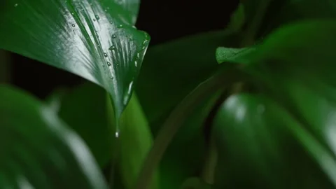 Water falling on green leaf. Leaves with water drops. Stock Footage 150438082