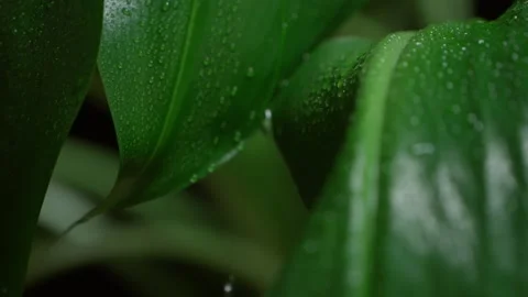 Water falling on green leaf. Leaves with water drops. Slow motion. Stock Footage 150612057
