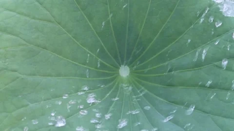Water falling on green lotus leaf. Stock-Footage 229255026