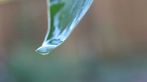 Water falling from leaf tip Stock Footage 24674537