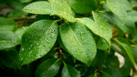 Water Falling on Lemon Tree, 1080p Video stock 13417716