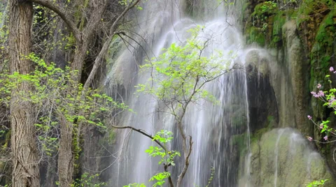 Water falling over a sapling Stock Footage 34411675