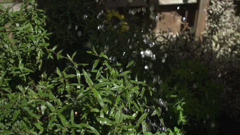 Water falling onto plants in slow motion Stock Footage 86525411