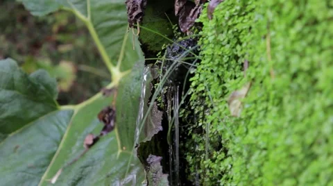 Water falling into stream Stock Footage 43380181