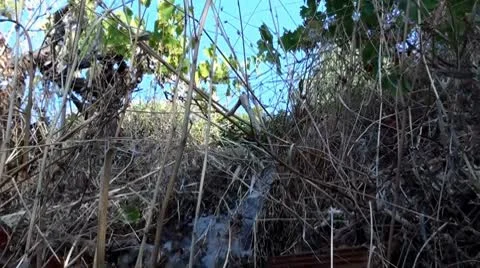 Water falls into the field Vidéo 8961737