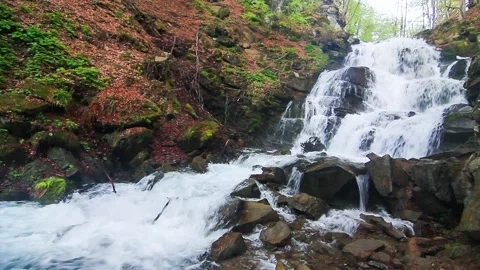 Water falls over rocks through the dense fern undergrowth of a Carpathian forest Stock Footage 136535538