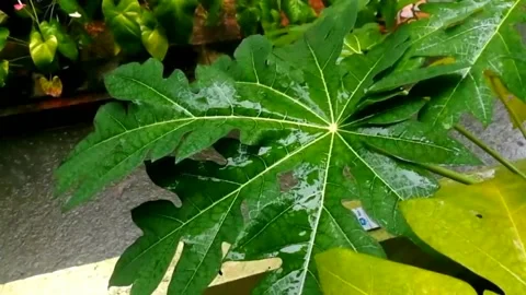 Water falls in a papaya leaves while raining. Stock Footage 136213893