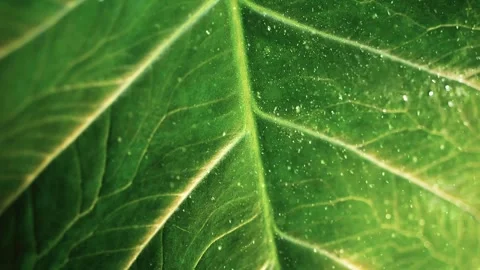Water falls in slow motion on a large tropical leaf, bouncing and scatterin.. Stock Footage 288305198