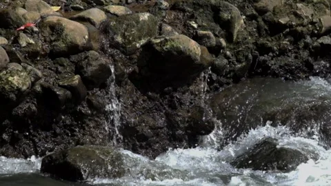 Water falls from a spring beside the river Stock Footage 287297070