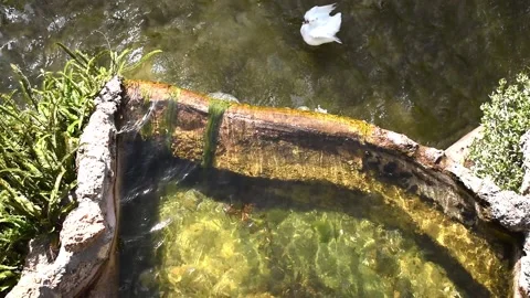 Water falls while a goose bathes Stock Footage 153035619