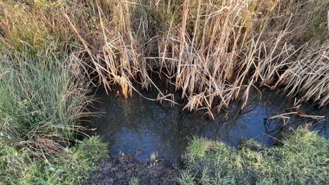 Water Filled Ditch Stock Footage 169477996
