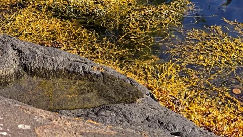 Water-filled rock pool on granite boulder near emerald blue sea Stock Footage 344472329