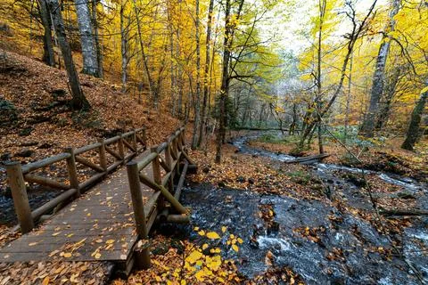 Water filtering through the trees. Forest in autumn. A wooden path made for w Fotos de archivo