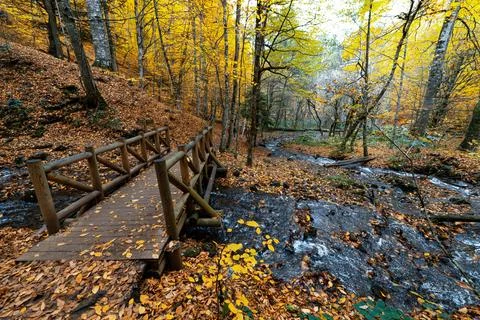Water filtering through the trees. Forest in autumn. A wooden path made for w Stock-Fotos