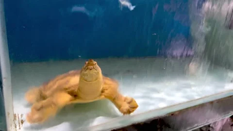 A water fish ready to be cooked Stock Footage 166801467