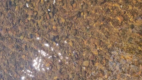 Water with fish in the river, top view Video stock 278964612