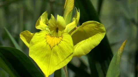 Water flag (iris pseudoracus) closeup swaying in the wind, Stock Footage 24691955