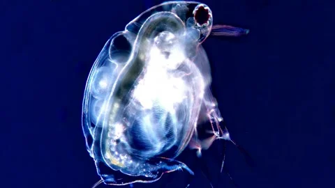 Water Flea Daphnia Under Dark Field Microscope in High Resolution, 200x Stock-Footage 317835883