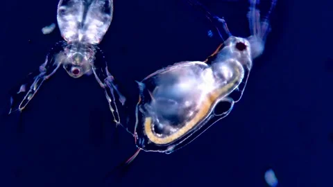 Water Flea Dark Field Microscopy Showing Detailed Anatomy, 200x 動画素材 317836034