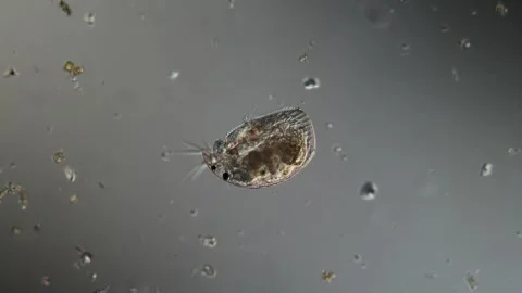 Water flea in a drop of water Stock Footage 340338277