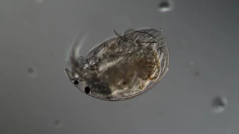 Water flea in a drop of water Stock Footage 340338408