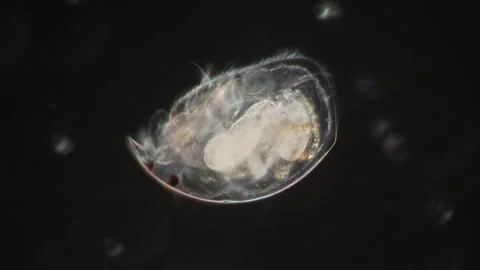 Water flea in a drop of water Stock Footage 340338503