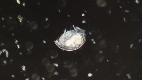 Water flea in a drop of water Stock Footage 340338567