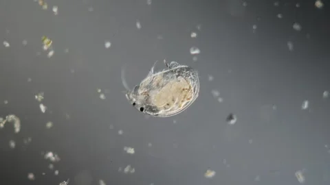 Water flea in a drop of water Stock Footage 340338727