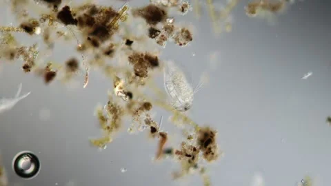 Water flea in a drop of water Stock Footage 340404532