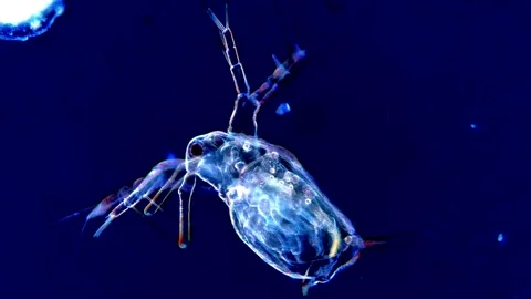 Water Flea Glowing Under Dark Field Microscopy Video stock 317836632