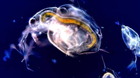 Water Flea Illuminated on Dark Background Under Microscope, 200x 動画素材 317836259