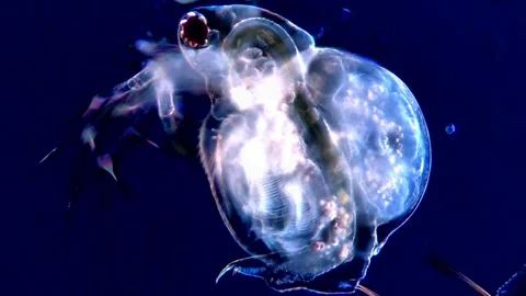 Water Flea Illuminated by Dark Field Microscopy – 4K video 動画素材 317835870