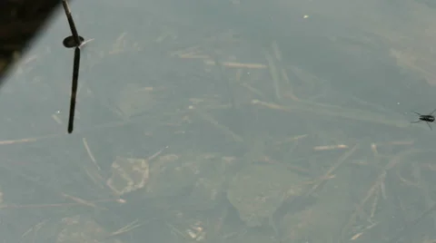Water flea on lake Stock Footage 49605175