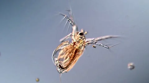 Water Flea, microscope view 200x Vídeos de archivo 317006083