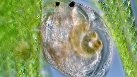  Water Flea (Ovalona) and  Algae (Spirogyra) vibrant microscopy  Stock Footage 319380350