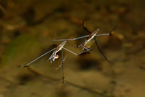 Water flea 스톡 사진