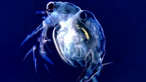 Water Flea Under Black Background – Dark Field Microscopy View, 200x 库存影片 317836567