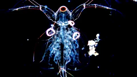 Water Flea Under Dark Background – Microscopic Detail in 4K Video 動画素材 317837374