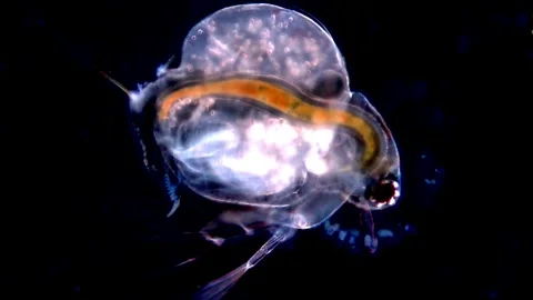 Water Flea Under Dark Field Light – Micro Crustacean in Motion, 200x 動画素材 317837203