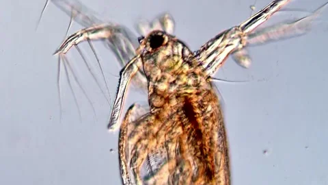 Water Flea under microscopy view, 4K Video Vídeos de archivo 317005833